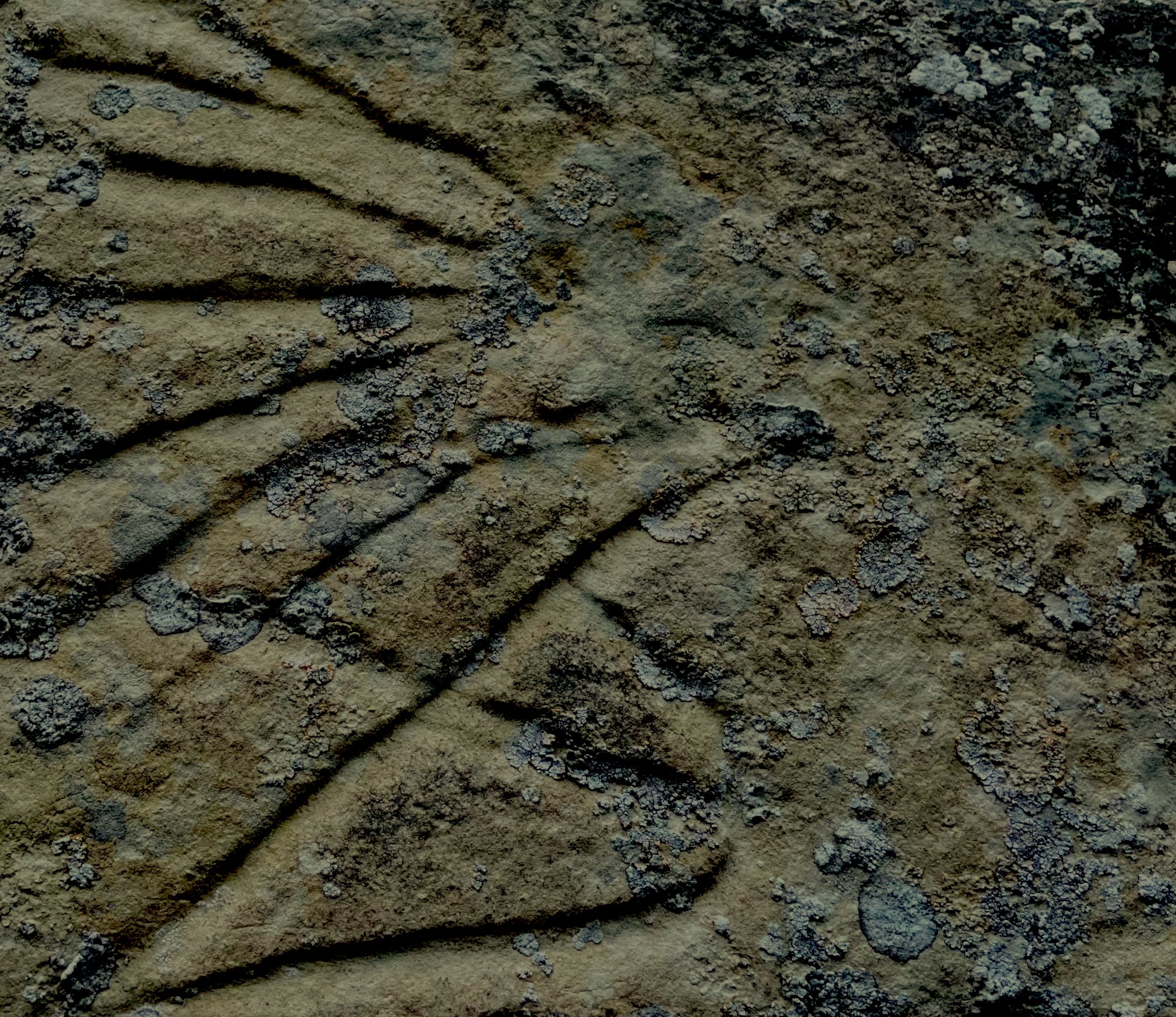 Gravure rupestre de la chouette, vue de nuit